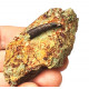 Undetermined pterosaur (tooth)