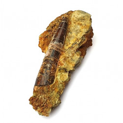 Suchomimus sp. (dent)