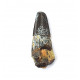 Suchomimus sp. (dent)