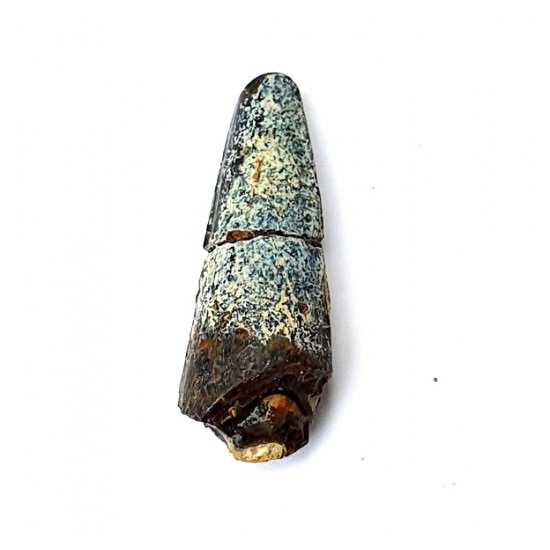 Suchomimus sp. (dent)