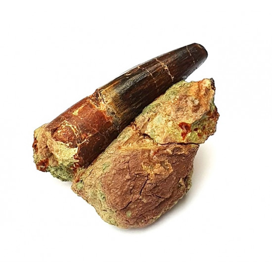 Suchomimus sp. (tooth)