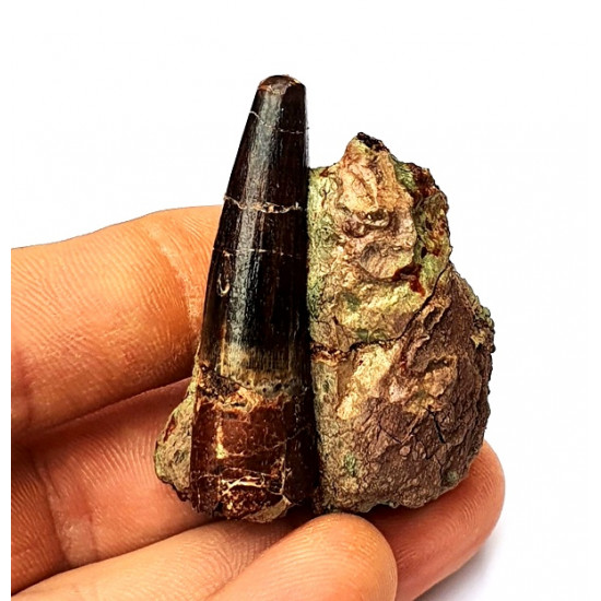 Suchomimus sp. (tooth)