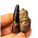 Suchomimus sp. (tooth)
