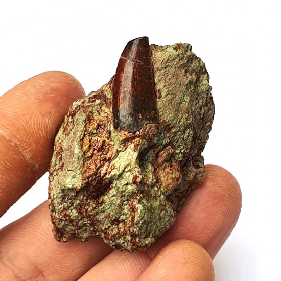 Eocharcarias sp. Dent de dinosaure Theropode