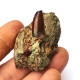 Eocharcarias sp. Dent de dinosaure Theropode