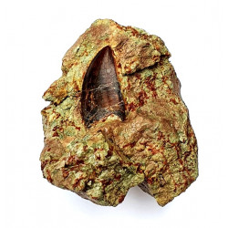 Eocharcarias sp. Dent de dinosaure Theropode