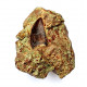 Eocharcarias sp. Dent de dinosaure Theropode