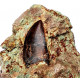 Eocharcarias sp. Dent de dinosaure Theropode