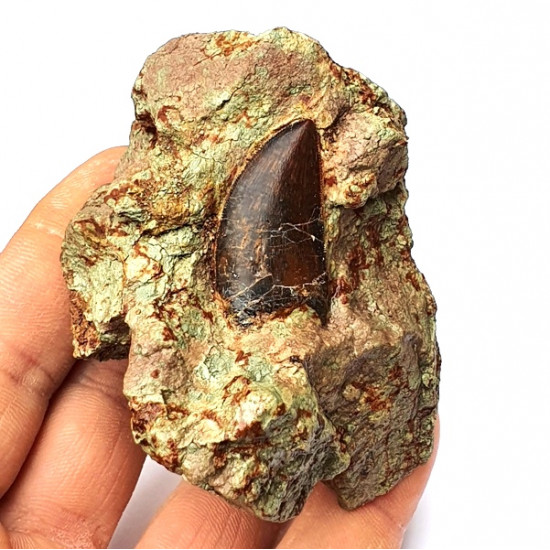 Eocharcarias sp. Dent de dinosaure Theropode