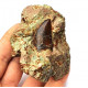 Eocharcarias sp. Dent de dinosaure Theropode