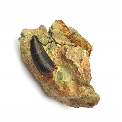Eocharcarias sp. Dent de dinosaure Theropode