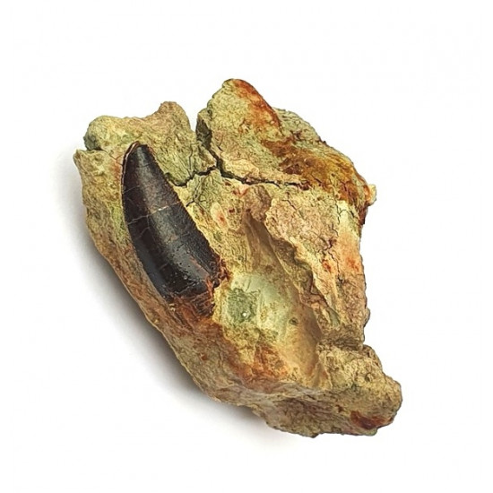 Eocharcarias sp. Dent de dinosaure Theropode