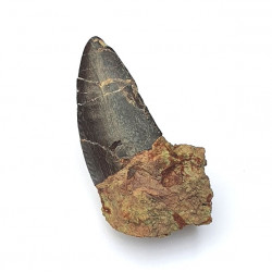 Eocharcarias sp. Dent de dinosaure Theropode 