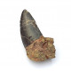 Eocharcarias sp. Dent de dinosaure Theropode 