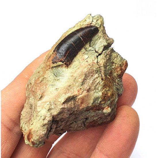 Eocharcarias sp. Dent de dinosaure Theropode