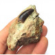 Eocharcarias sp. Dent de dinosaure Theropode