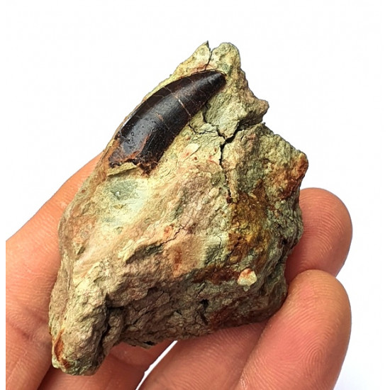 Eocharcarias sp. Dent de dinosaure Theropode