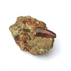 Eocharcarias sp. Dent de dinosaure Theropode