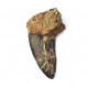 Eocharcarias sp. Dent de dinosaure Theropode 
