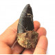 Eocharcarias sp. Dent de dinosaure Theropode 