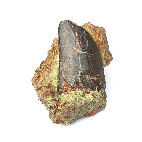 Eocharcarias sp. Dent de dinosaure Theropode