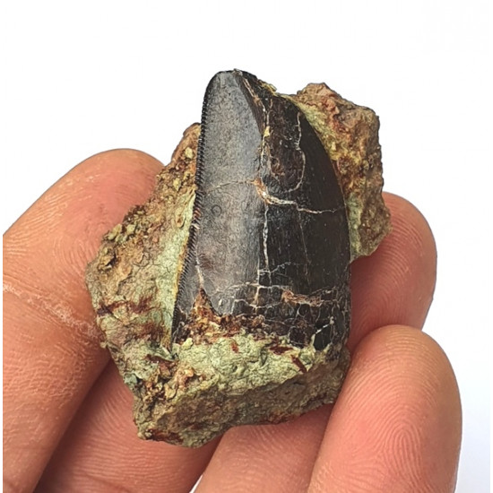 Eocharcarias sp. Dent de dinosaure Theropode