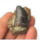 Eocharcarias sp. Dent de dinosaure Theropode