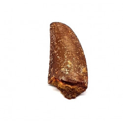 deltadromeus agilis (dent)