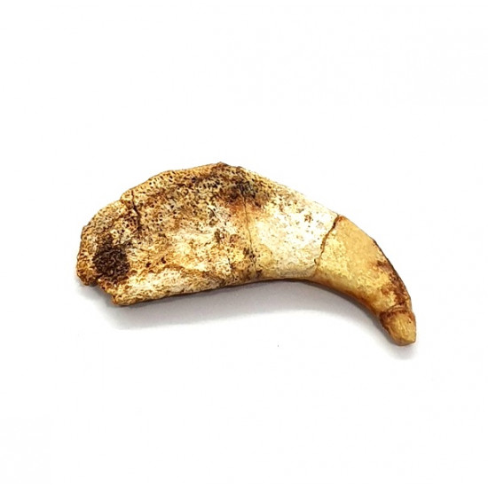 siroccopteryx moroccensis (claw)