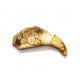 siroccopteryx moroccensis (claw)