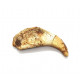 siroccopteryx moroccensis (claw)