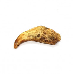 siroccopteryx moroccensis (claw)