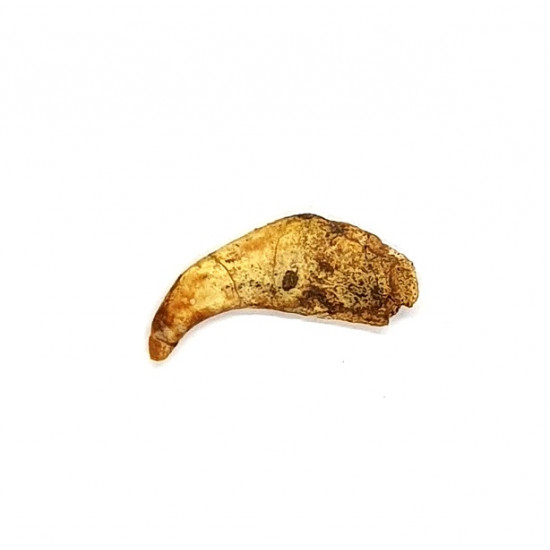 siroccopteryx moroccensis (claw)