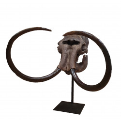 mammuthus primigenius (skull)