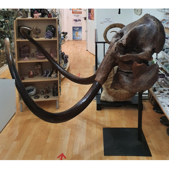 mammuthus primigenius (skull)