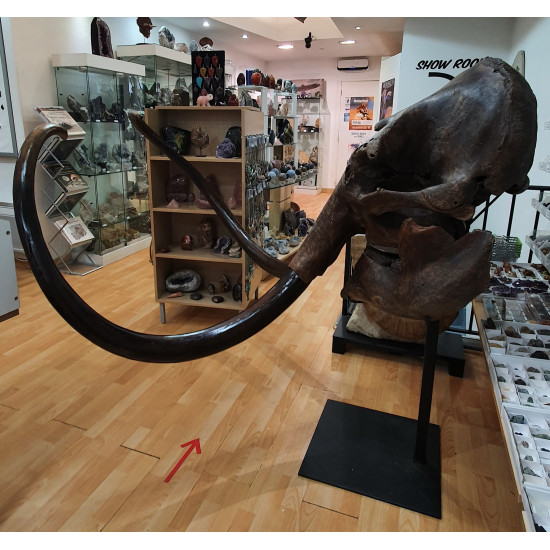 mammuthus primigenius (skull)