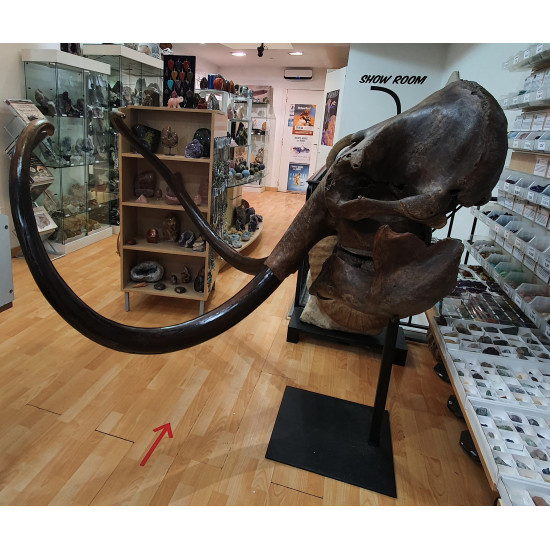 mammuthus primigenius (skull)