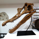 Spinosaurus aegypticus (crâne)