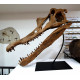 Spinosaurus aegypticus (crâne)