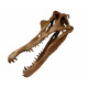 Spinosaurus aegypticus (crâne)