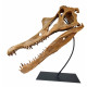 Spinosaurus aegypticus (crâne)
