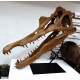 Spinosaurus aegypticus (crâne)