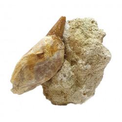acrophyseter deinodon (dent de baleine) indonésie 10 cm