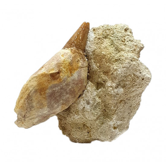 acrophyseter deinodon (dent de baleine) indonésie 10 cm