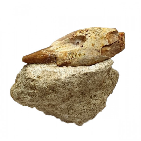 acrophyseter deinodon (dent de baleine) indonésie 10 cm