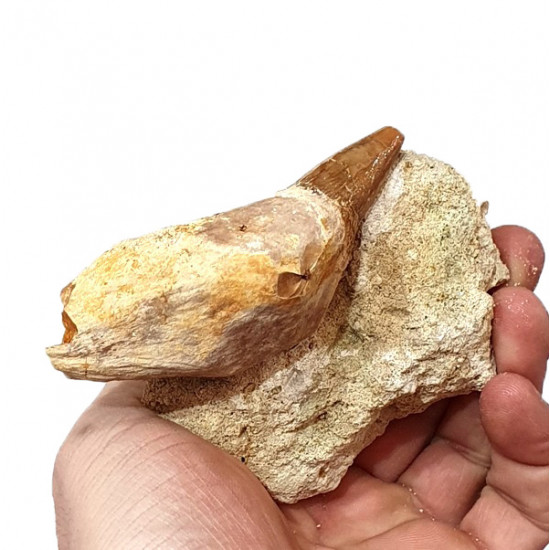 acrophyseter deinodon (dent de baleine) indonésie 10 cm