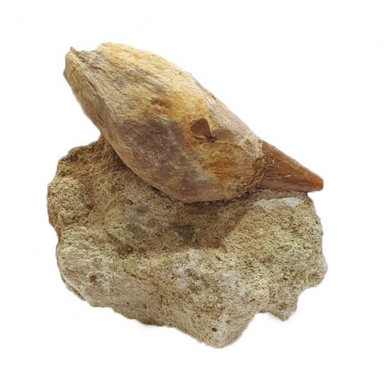 acrophyseter deinodon (dent de baleine) indonésie 10 cm