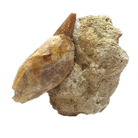 acrophyseter deinodon (dent de baleine) indonésie 10 cm