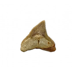 carcharhinus leucas indonésie