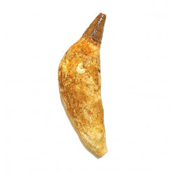 acrophyseter deinodon (dent de baleine) indonésie 12 cm